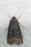 Agrotis ipsilon