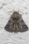 Thaumetopoea pityocampa