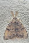 Lymantria dispar