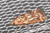 Acrobasis porphyrella