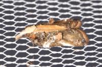 Acleris cristana