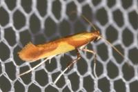 Caloptilia alchimiella