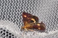 Pyrausta aurata