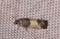 Spilonota ocellana