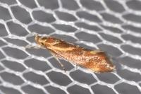 Metalampra italica