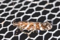 Aristotelia ericinella