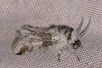 Furcula furcula