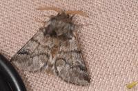 Thaumetopoea pityocampa