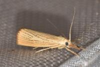 Agriphila straminella