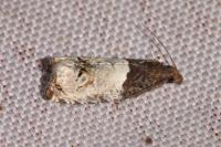 Notocelia roborana