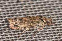 Psoricoptera gibbosella