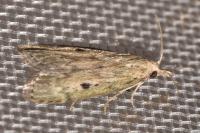 Aphomia sociella