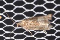 Rhopobota naevana