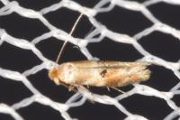 Bucculatrix ulmella