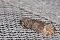 Clavigesta sylvestrana