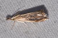 Catoptria verellus