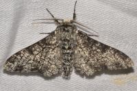 Biston betularia
