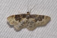 Idaea rusticata