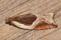 Ancylis unculana