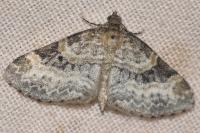 Pterapherapteryx sexalata