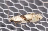 Nemapogon clematellus