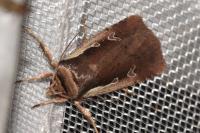 Ochropleura plecta