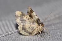 Ligdia adustata
