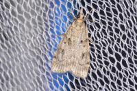Scoparia