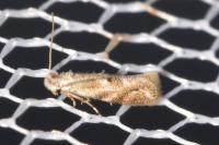 Bucculatrix bechsteinella