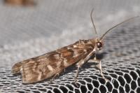 Dioryctria abietella