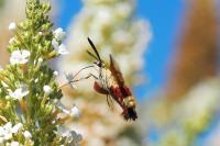 Hemaris fuciformis