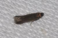 Coptotriche angusticollella