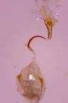 Stenoptilia gallobritannidactyla