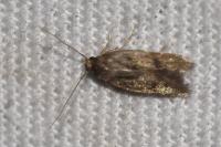 Borkhausenia fuscescens