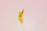 Borkhausenia fuscescens