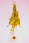 Psoricoptera gibbosella