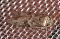 Blastobasis glandulella