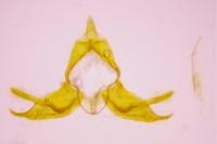 Blastobasis glandulella