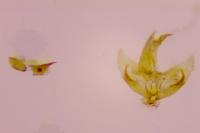Borkhausenia fuscescens