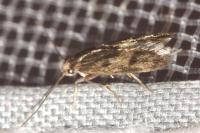 Borkhausenia fuscescens