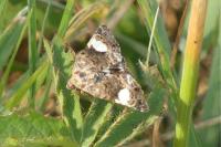 Tyta luctuosa