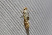 Bucculatrix ulmella