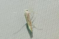 Phyllonorycter harrisella