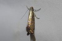 Glyphipterix thrasonella
