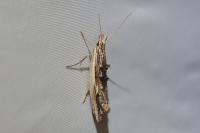 Ypsolopha scabrella