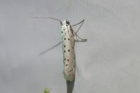 Yponomeuta padella