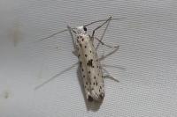 Yponomeuta plumbella