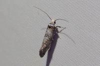 Paraswammerdamia nebulella