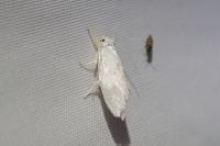 Niphonympha dealbatella