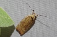 Agonopterix nervosa